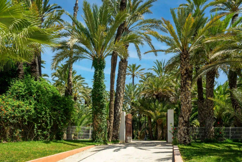 elche